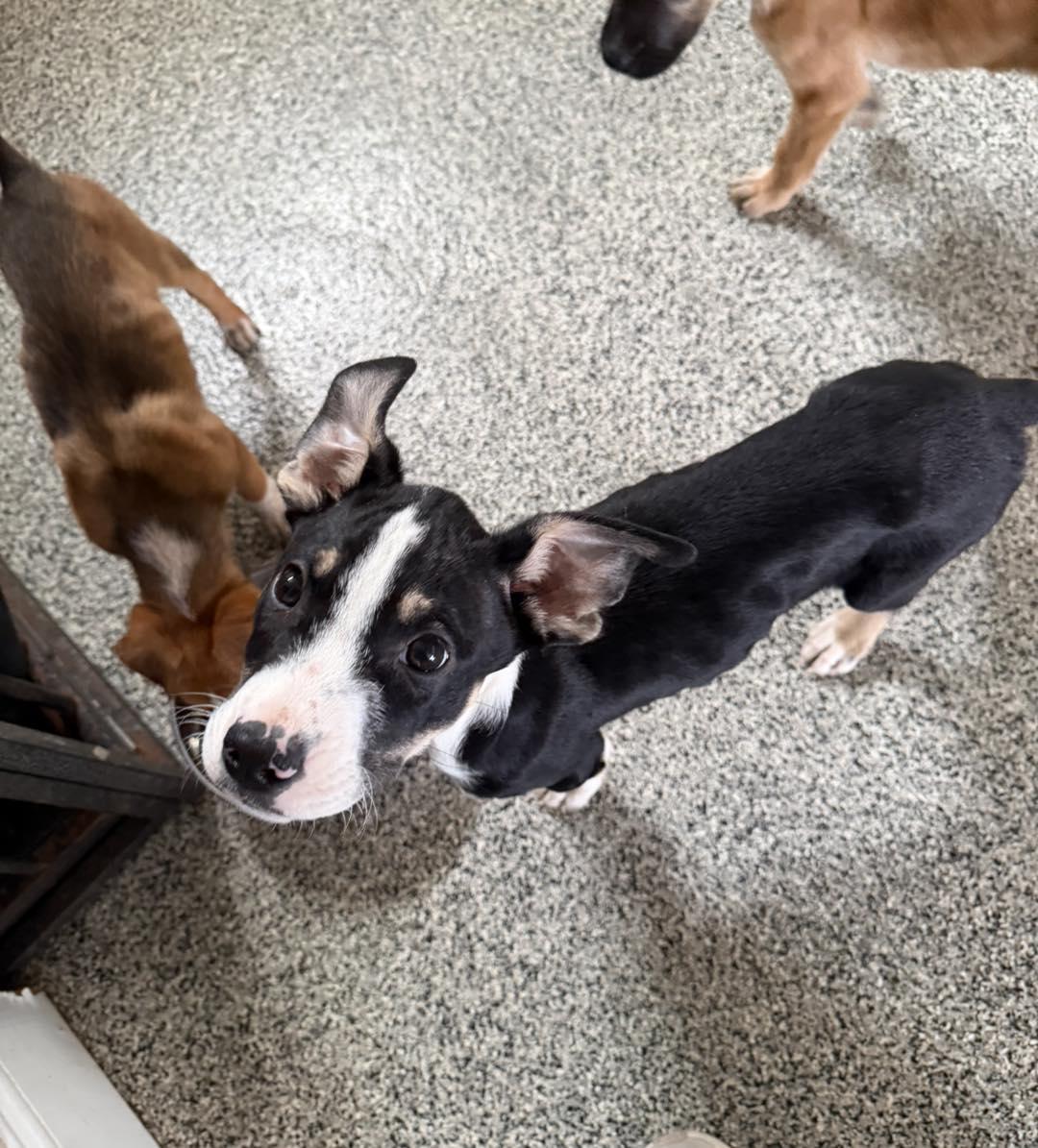 Enlarge Lloyd, a ADOPTABLE Mixed Breed in Manhattan, KS image 3/6