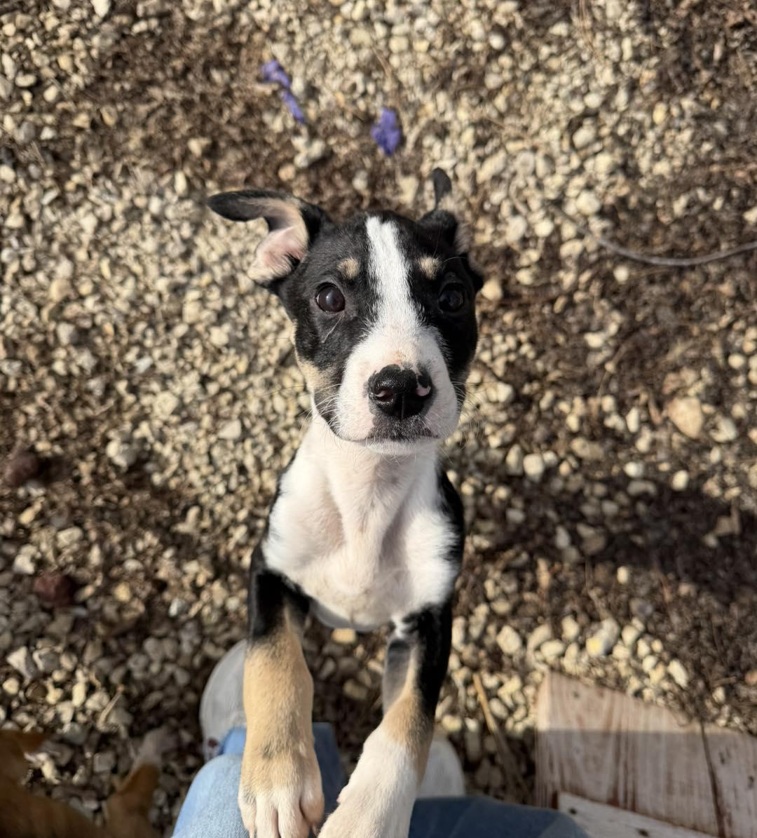 Enlarge Lloyd, a ADOPTABLE Mixed Breed in Manhattan, KS image 1/6