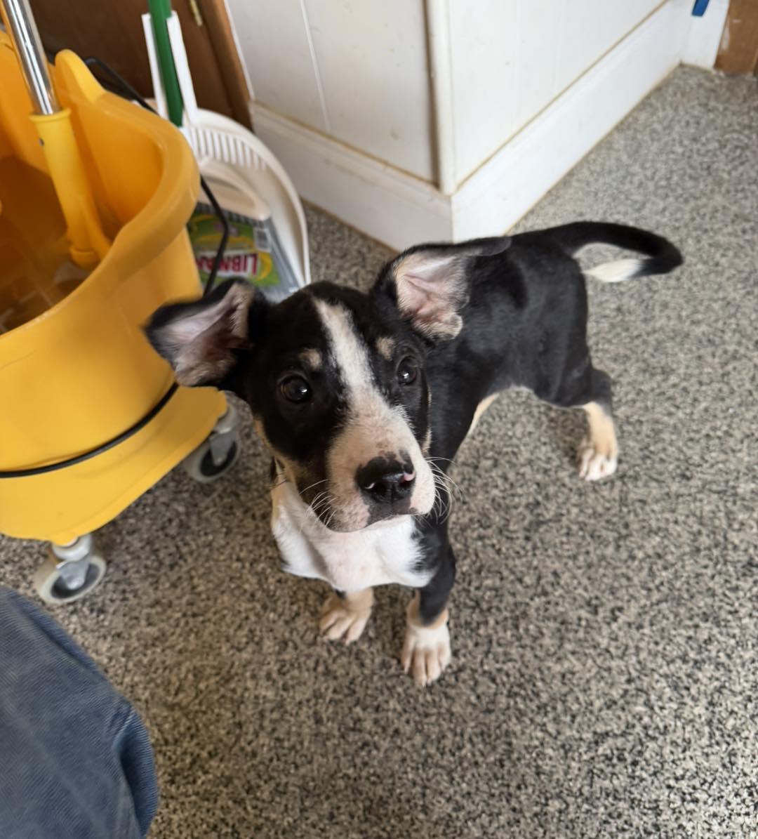 Enlarge Lloyd, a ADOPTABLE Mixed Breed in Manhattan, KS image 4/6