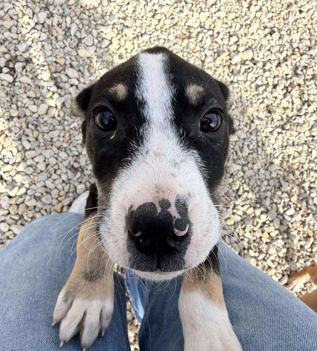 Enlarge Lloyd, a ADOPTABLE Mixed Breed in Manhattan, KS image 5/6