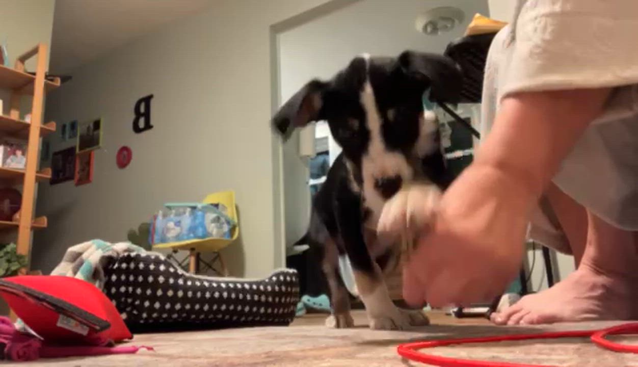 Enlarge Lloyd, a ADOPTABLE Mixed Breed in Manhattan, KS video 6/6