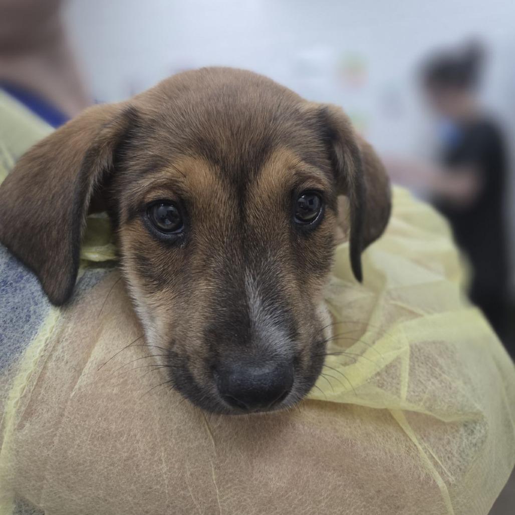 Burman, Adoptable, Puppy Male Australian Shepherd & Mixed Breed.
