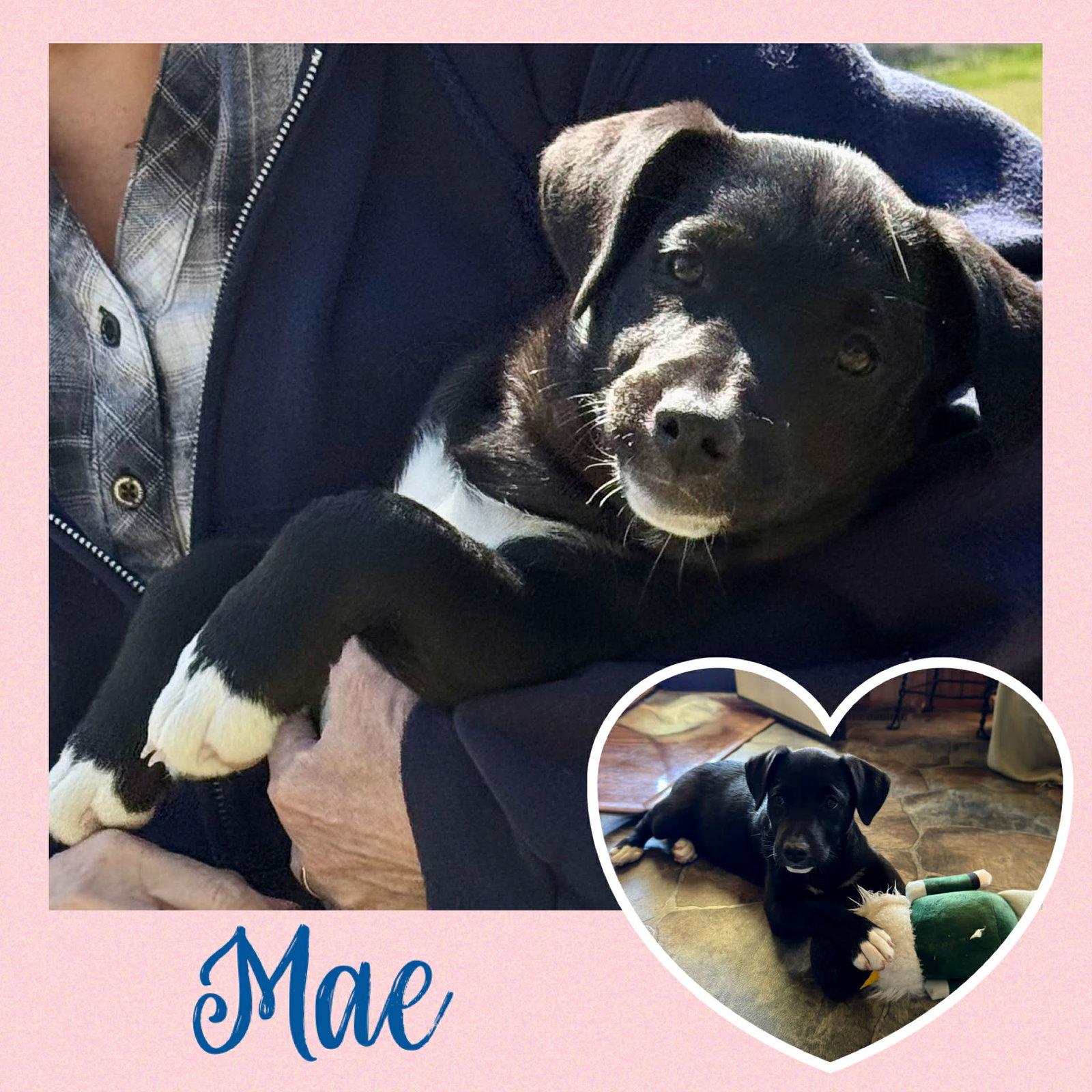 Mae  (rt), Adoptable, Puppy Female Black Labrador Retriever.