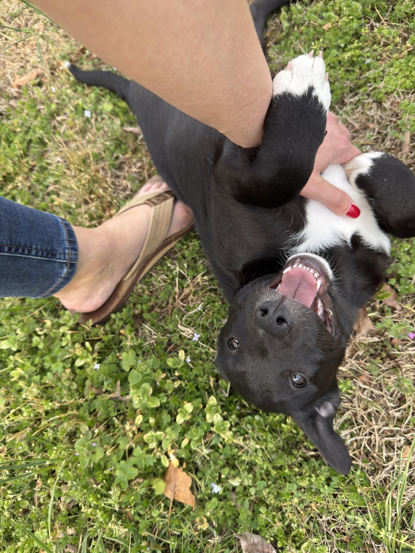 Mae (rt), a Adoptable Black Labrador Retriever in White Bluff, TN image 2/3