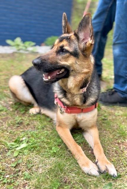Princess Buttercup, a Adoptable German Shepherd Dog in Muskegon, MI image 1/6