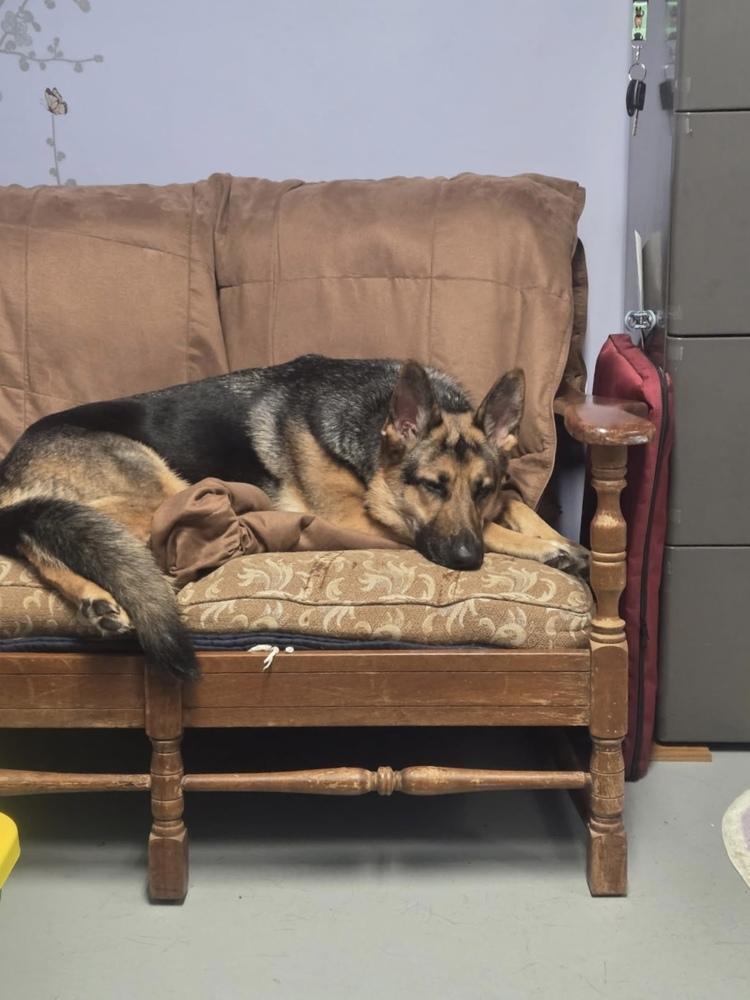 Princess Buttercup, a Adoptable German Shepherd Dog in Muskegon, MI image 2/6