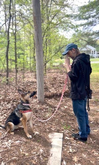 Princess Buttercup, a Adoptable German Shepherd Dog in Muskegon, MI image 3/6
