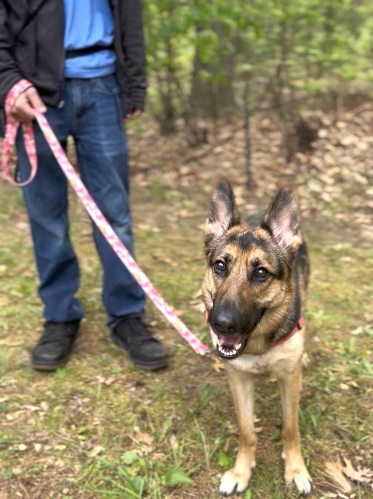 Princess Buttercup, a Adoptable German Shepherd Dog in Muskegon, MI image 4/6
