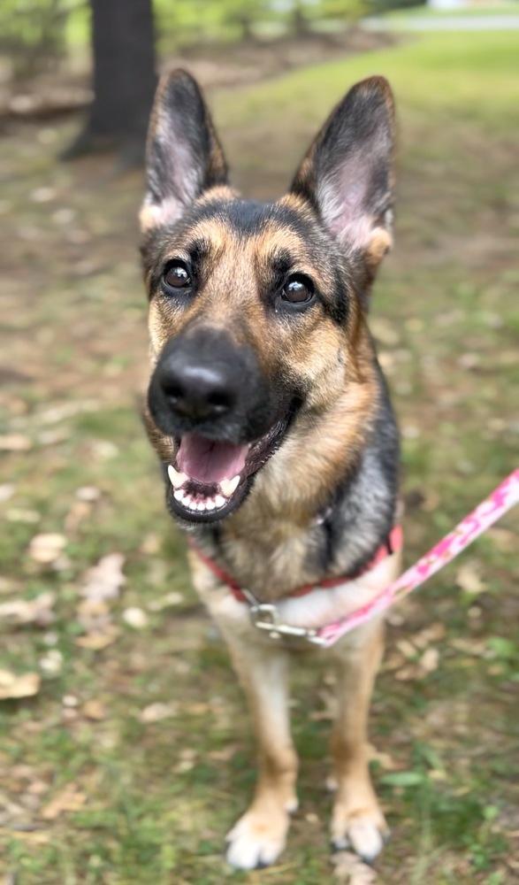 Princess Buttercup, a Adoptable German Shepherd Dog in Muskegon, MI image 5/6