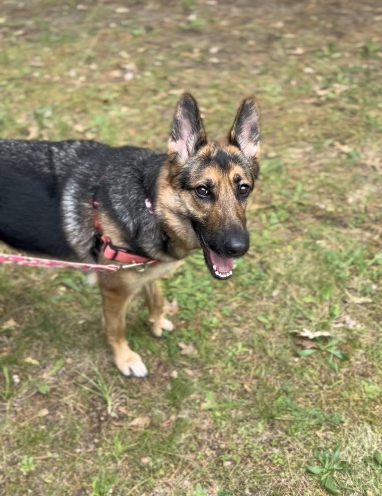 Princess Buttercup, a Adoptable German Shepherd Dog in Muskegon, MI image 6/6
