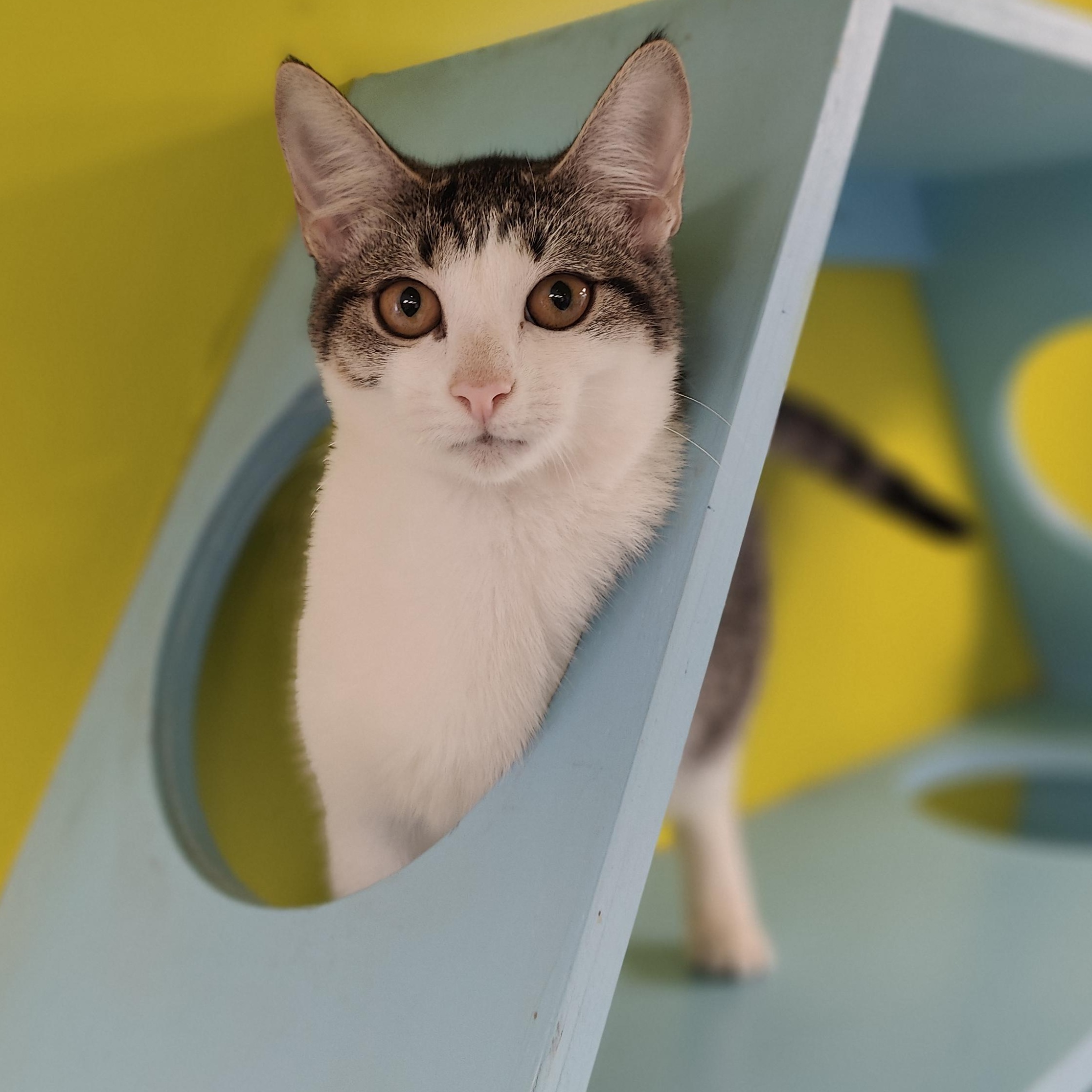 Lemon, Adopted, Kitten Female Domestic Short Hair.