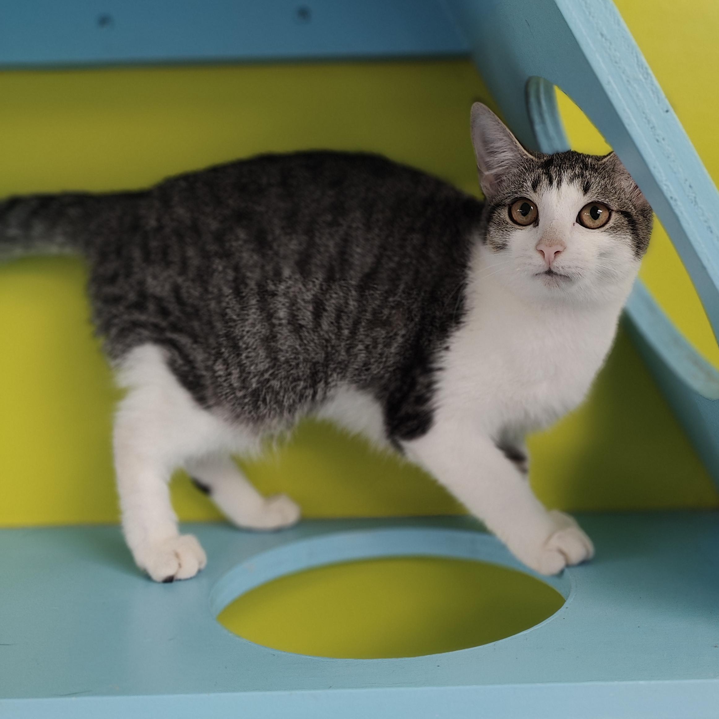 Enlarge Lemon, a Adopted Domestic Short Hair in Jersey city, NJ image 2/2