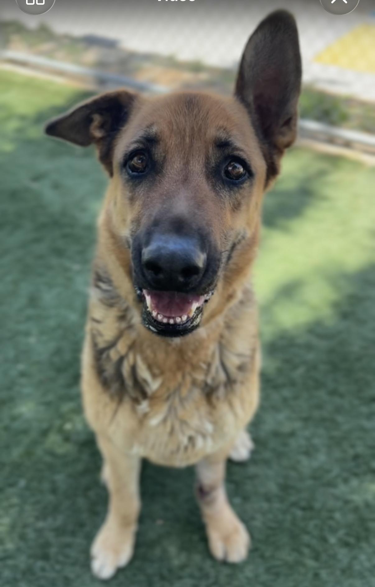 Hart, ADOPTABLE, Senior Male German Shepherd Dog.