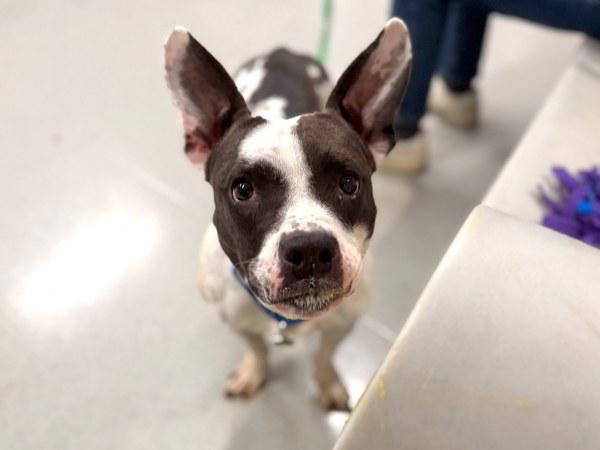 Enlarge Shylo, a Adoptable mixed breed in Ridgewood, NY image 1/2