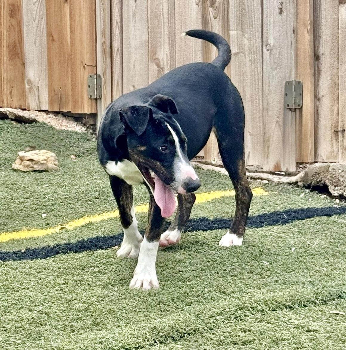 Mr. Clean, a Adoptable mixed breed in Fredericksburg, VA image 6/6