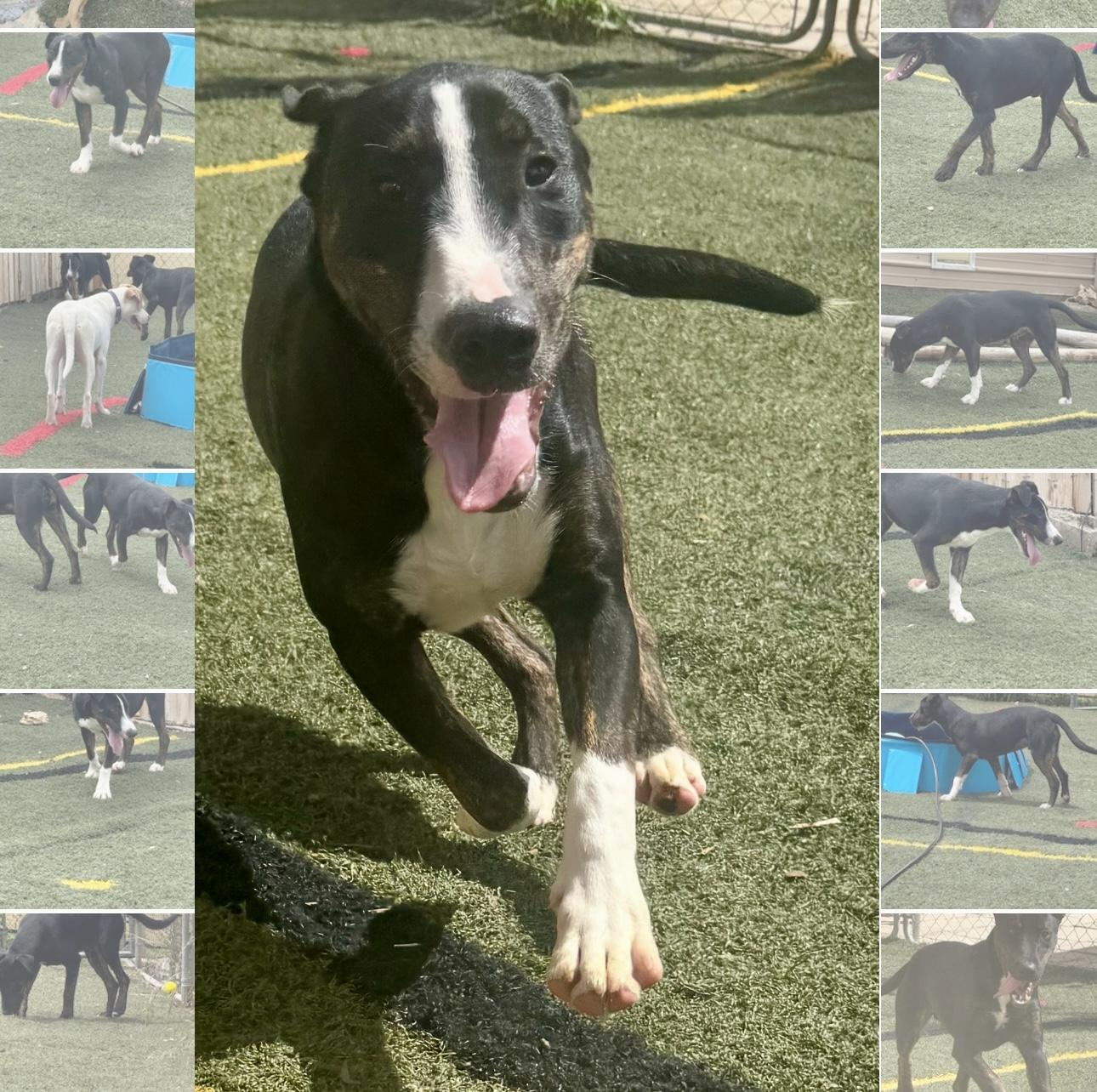 Mr. Clean, a Adoptable mixed breed in Fredericksburg, VA image 4/6