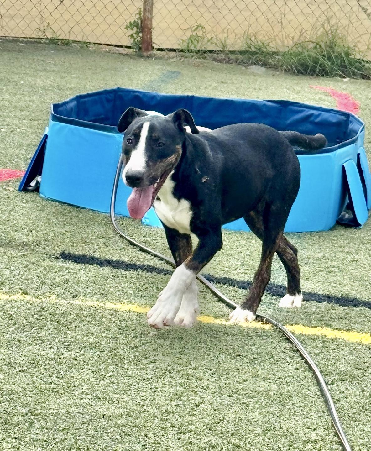 Mr. Clean, a Adoptable mixed breed in Fredericksburg, VA image 5/6