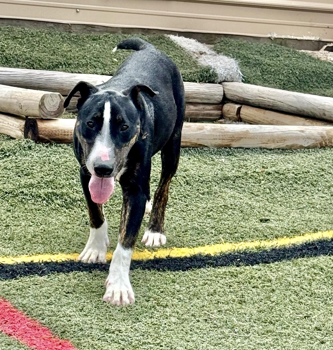 Mr. Clean, a Adoptable mixed breed in Fredericksburg, VA image 3/6