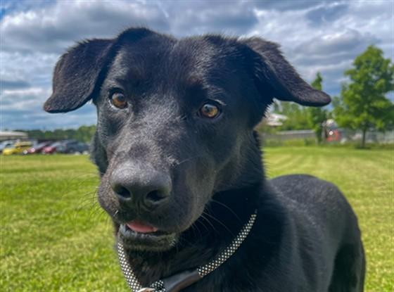 Enlarge REX, a Adoptable mixed breed in Rogers, AR image 1/1