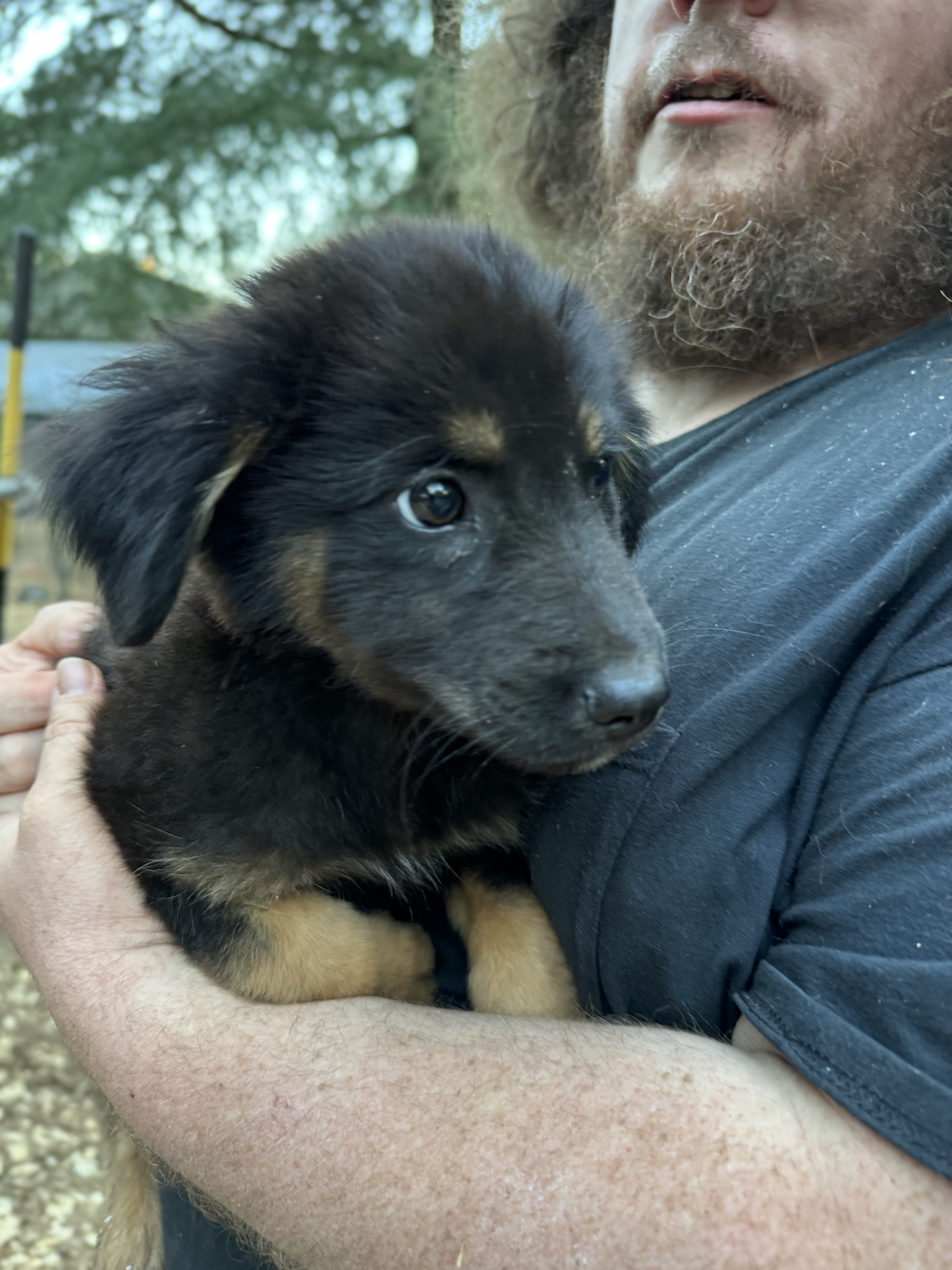 Dog for adoption GATSBY, a Shepherd & Labrador Retriever Mix in