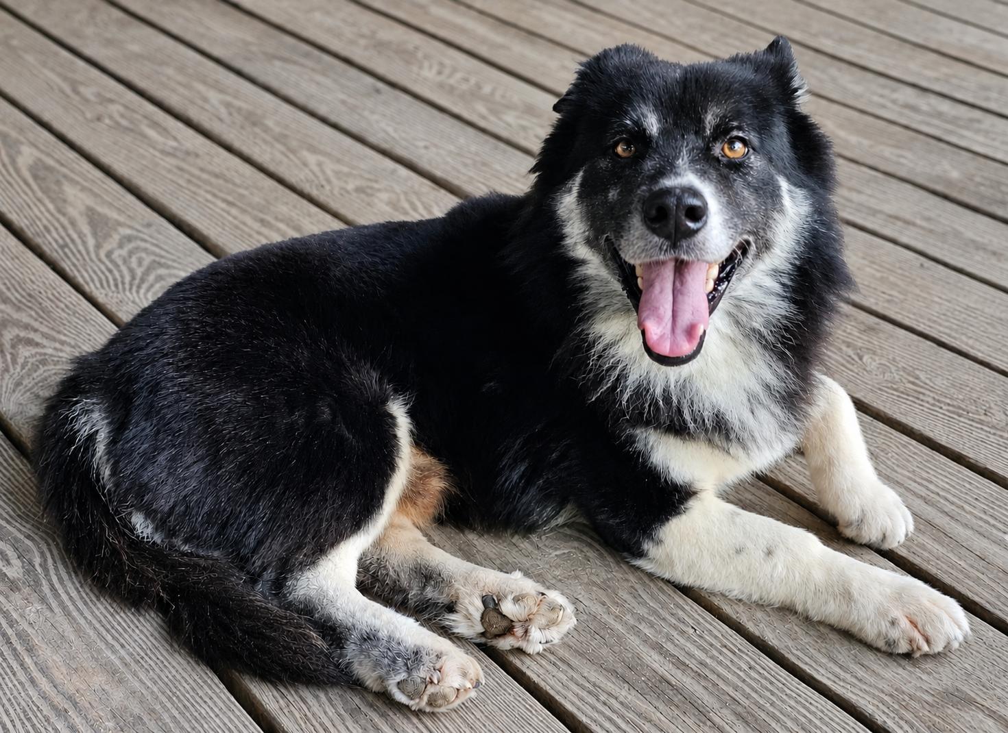 Enlarge KODA, a Adoptable mixed breed in Nashua, NH image 3/6