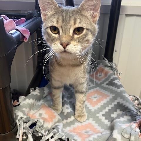 Enlarge Venus, a Adoptable Domestic Short Hair in Mauston, WI image 1/1