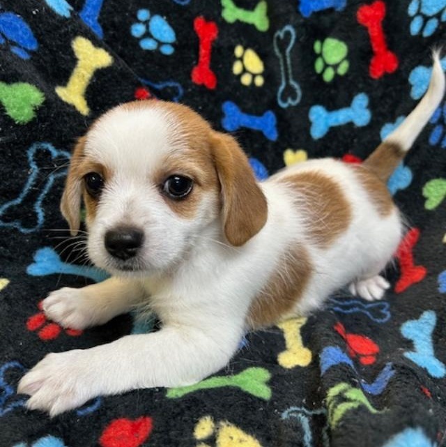 Enlarge Hogan, a ADOPTABLE mixed breed in Bartonsville, PA image 1/3