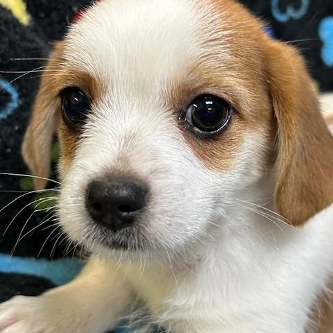 Enlarge Hogan, a ADOPTABLE mixed breed in Bartonsville, PA image 3/3