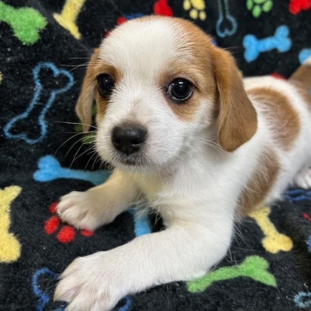 Enlarge Hogan, a ADOPTABLE mixed breed in Bartonsville, PA image 2/3