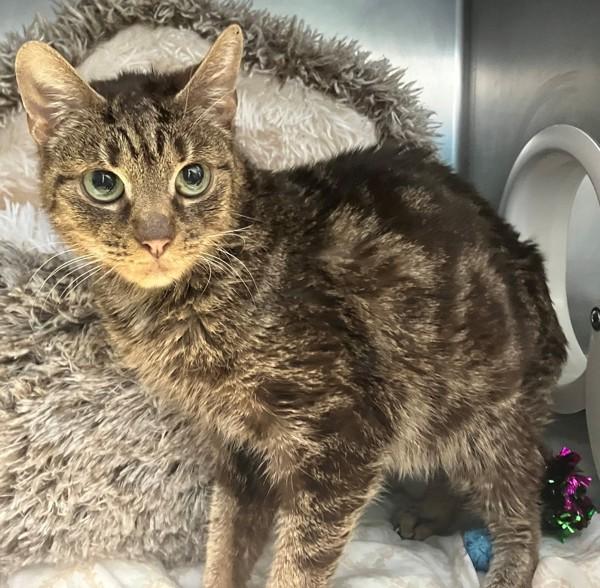 Sam, Adoptable, Senior Female Domestic Short Hair.