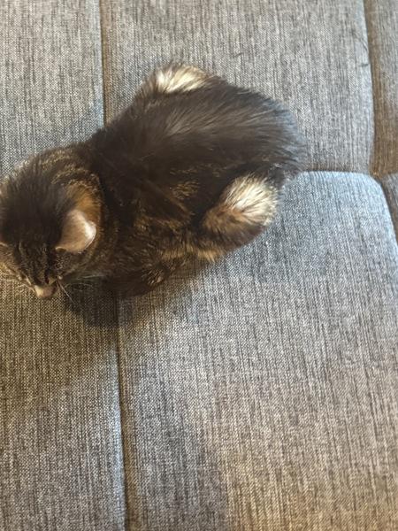 Enlarge Sam, a Adoptable mixed breed in Staten Island, NY image 2/3