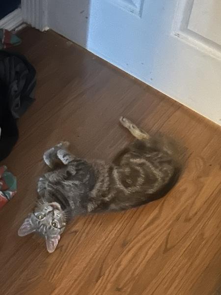 Enlarge Sam, a Adoptable mixed breed in Staten Island, NY image 3/3