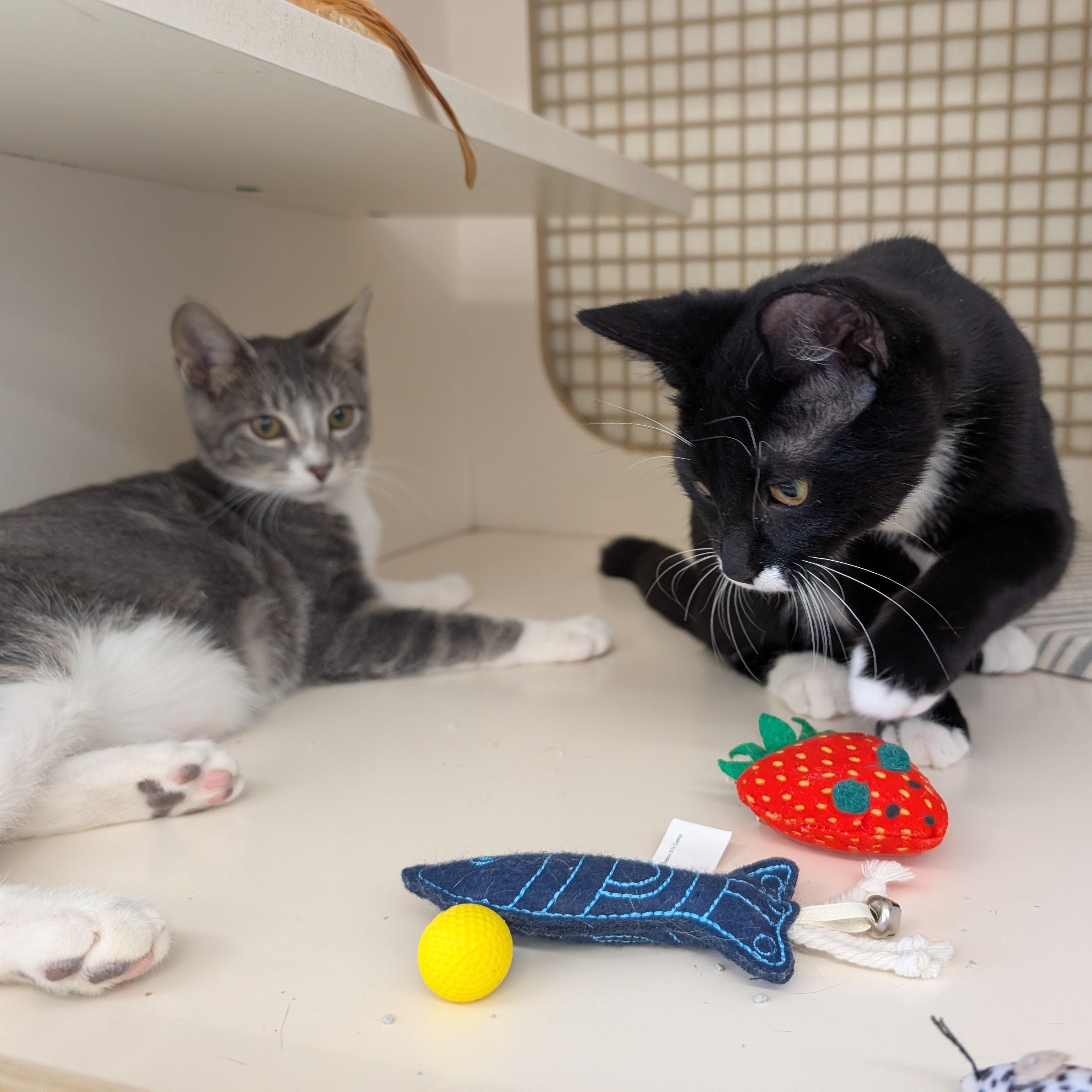 Enlarge Annie, a Adopted Domestic Short Hair in Fairview Heights, IL image 4/5