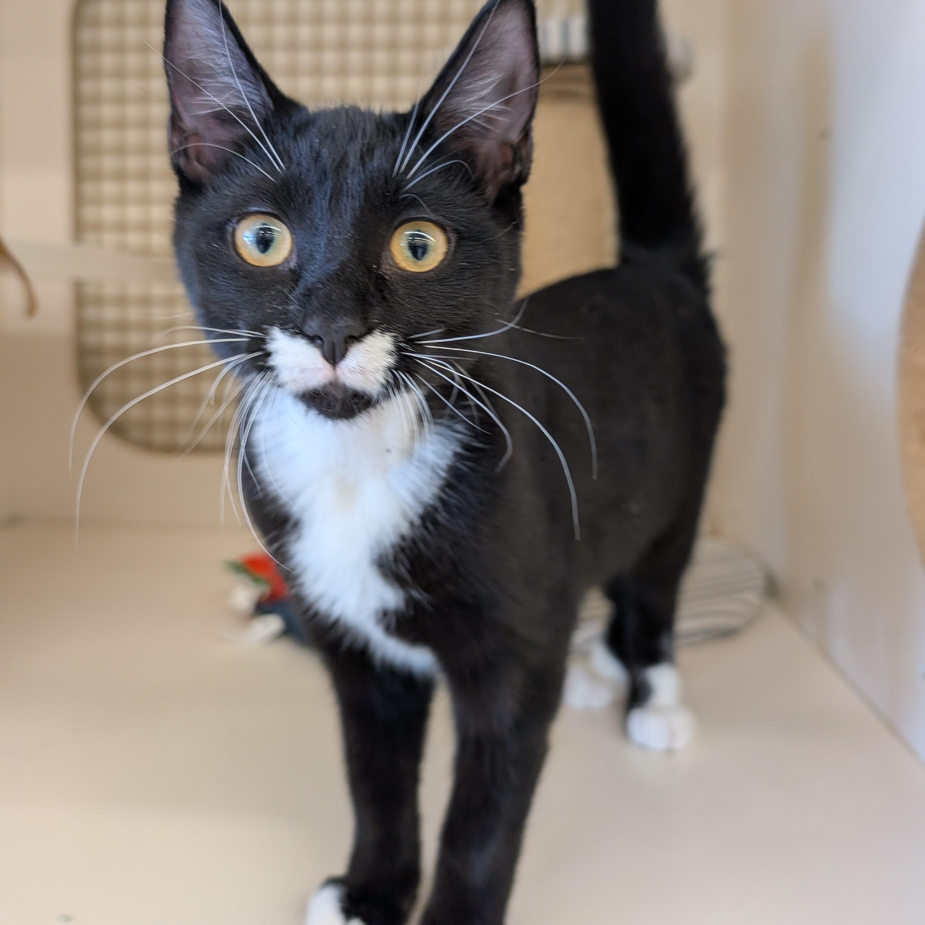 Annie, Adopted, Kitten Female Domestic Short Hair.