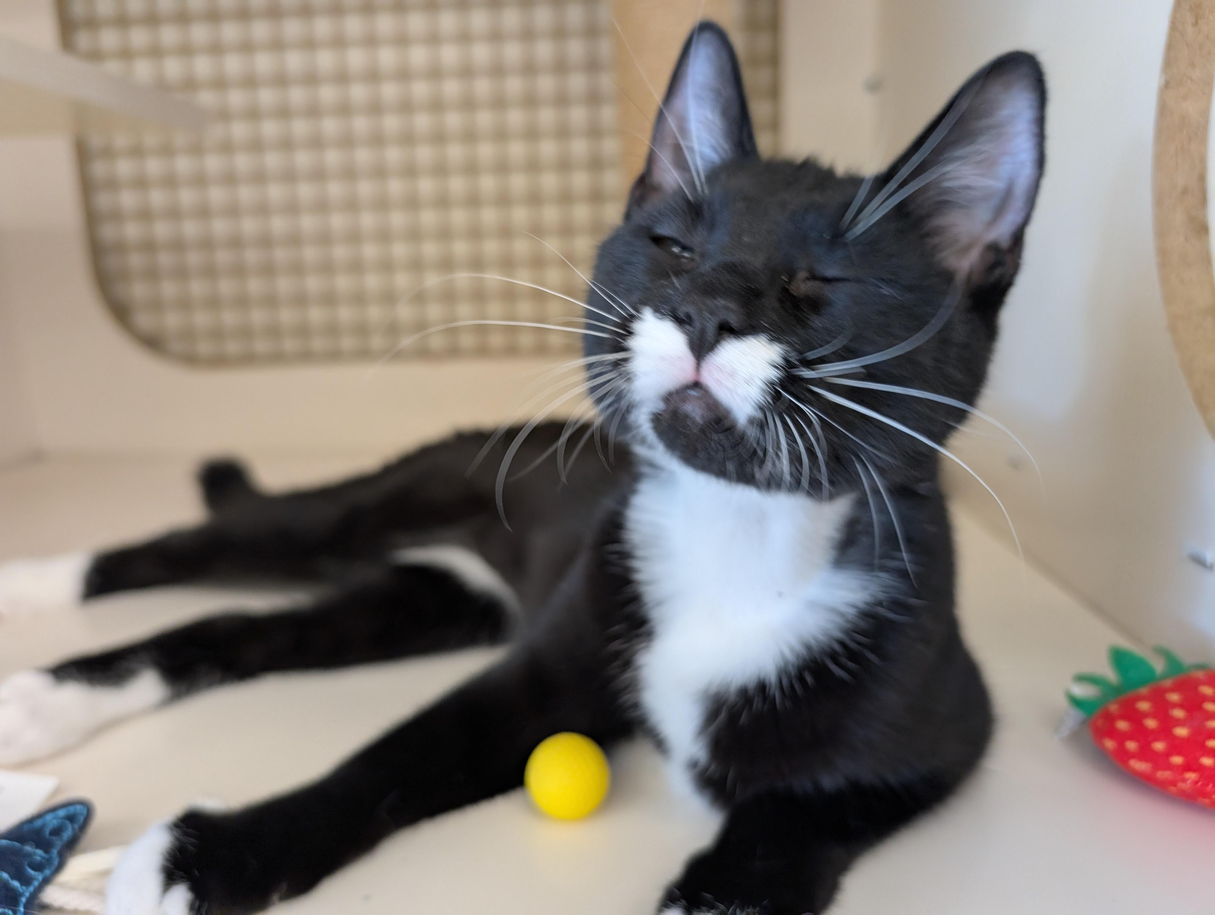 Enlarge Annie, a Adopted Domestic Short Hair in Fairview Heights, IL image 2/5