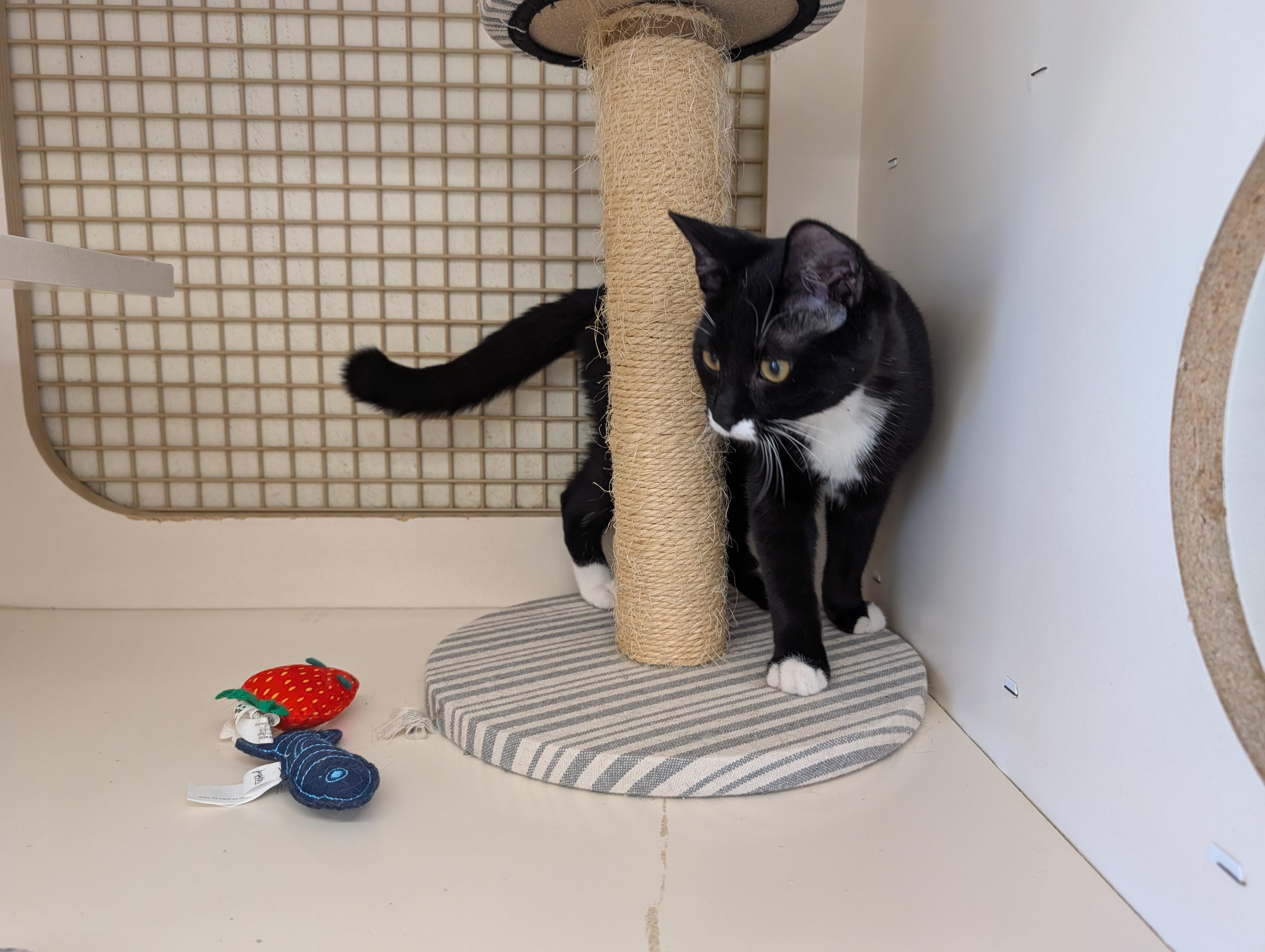 Enlarge Annie, a Adopted Domestic Short Hair in Fairview Heights, IL image 3/5