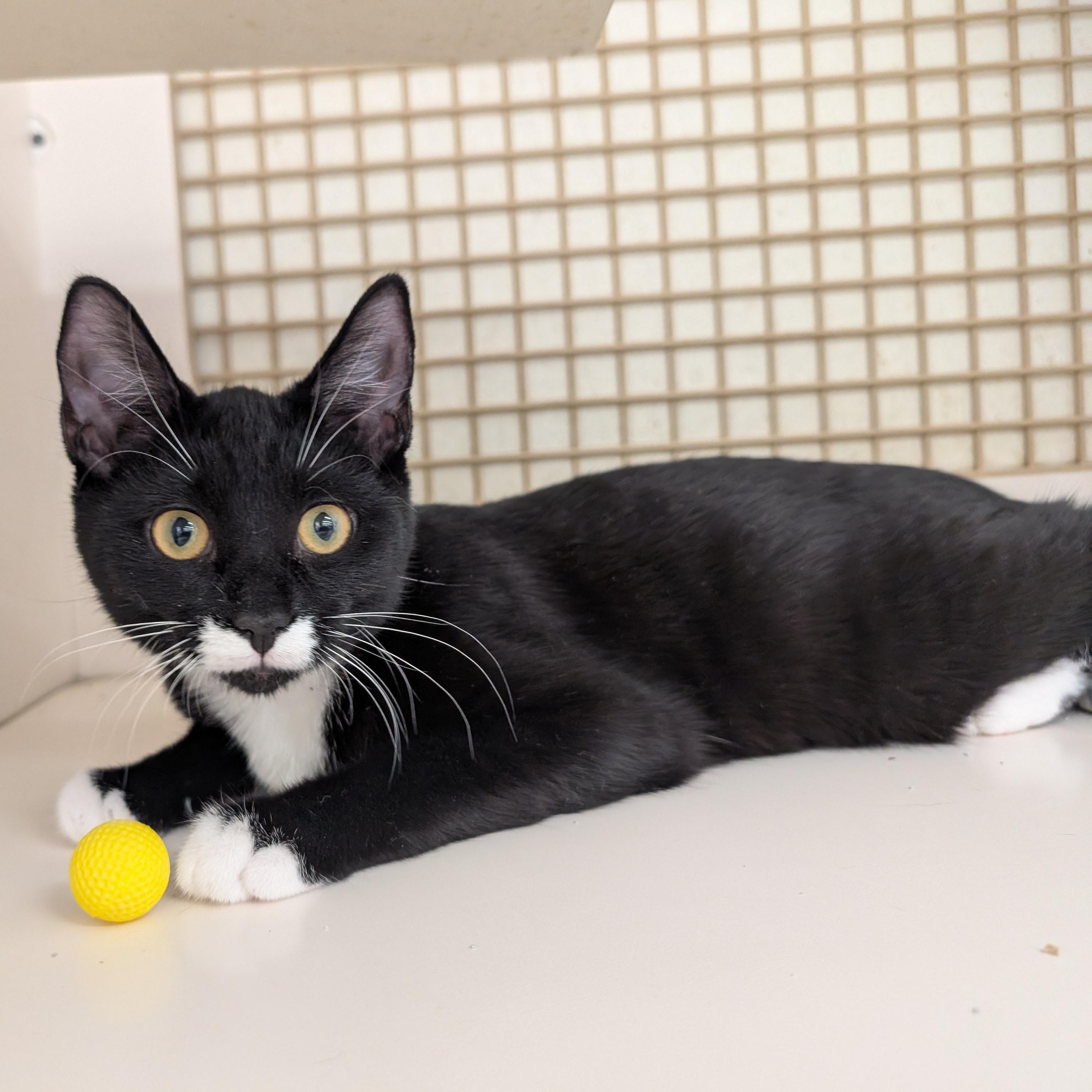 Enlarge Annie, a Adopted Domestic Short Hair in Fairview Heights, IL image 5/5
