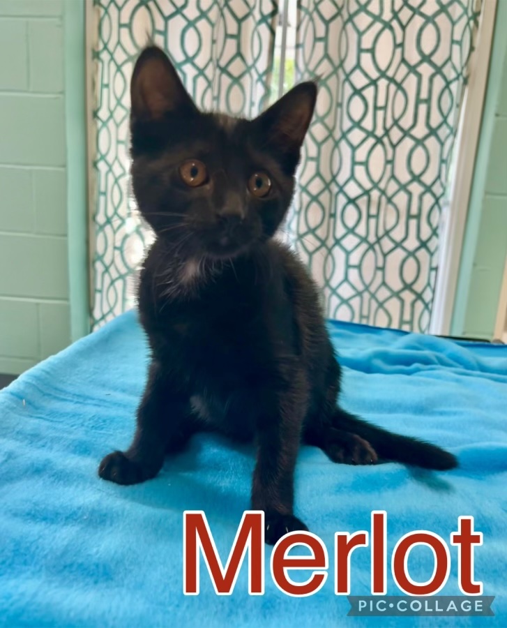 Merlot photo 3