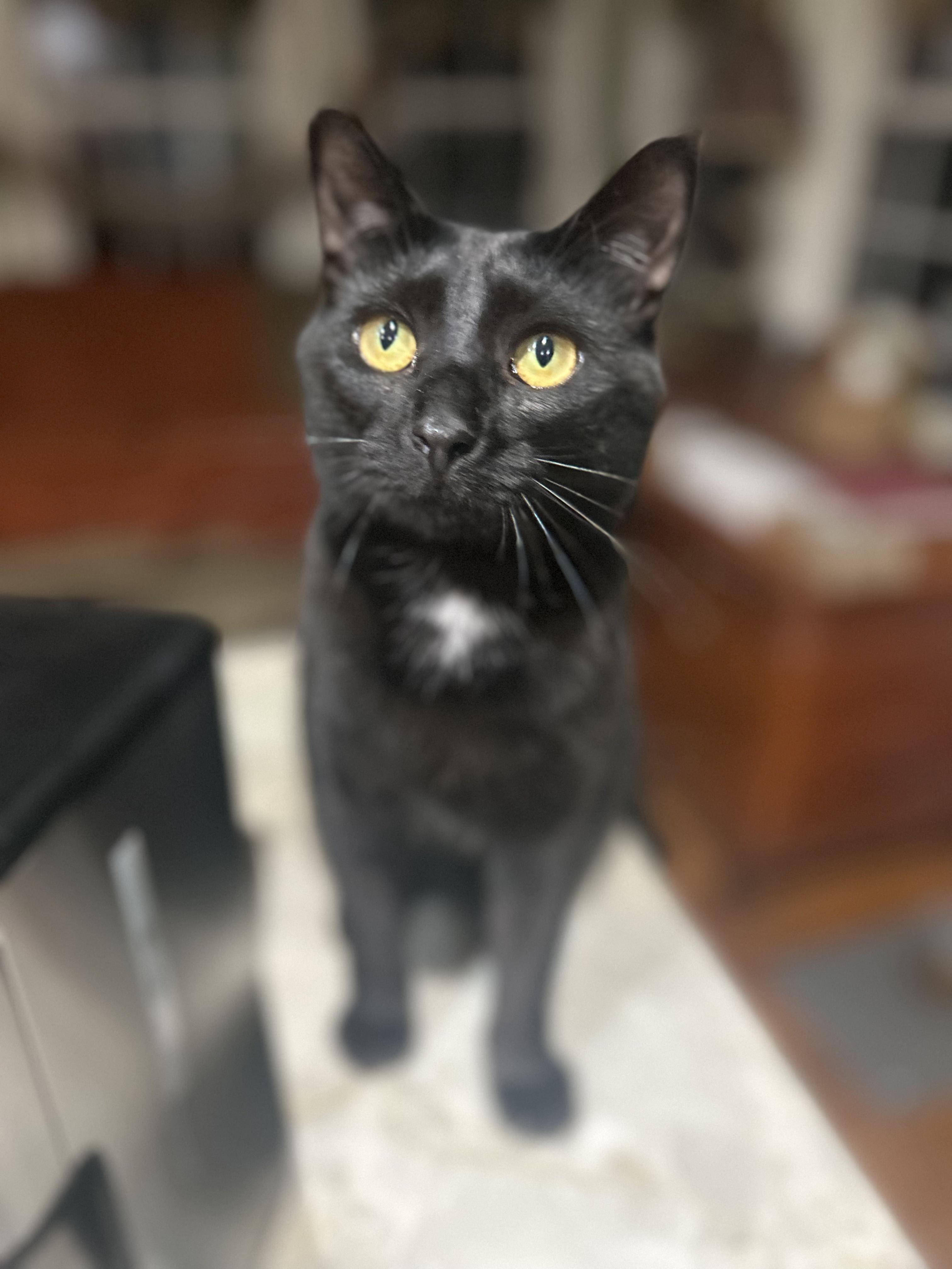 Merlot, Young Female unknown