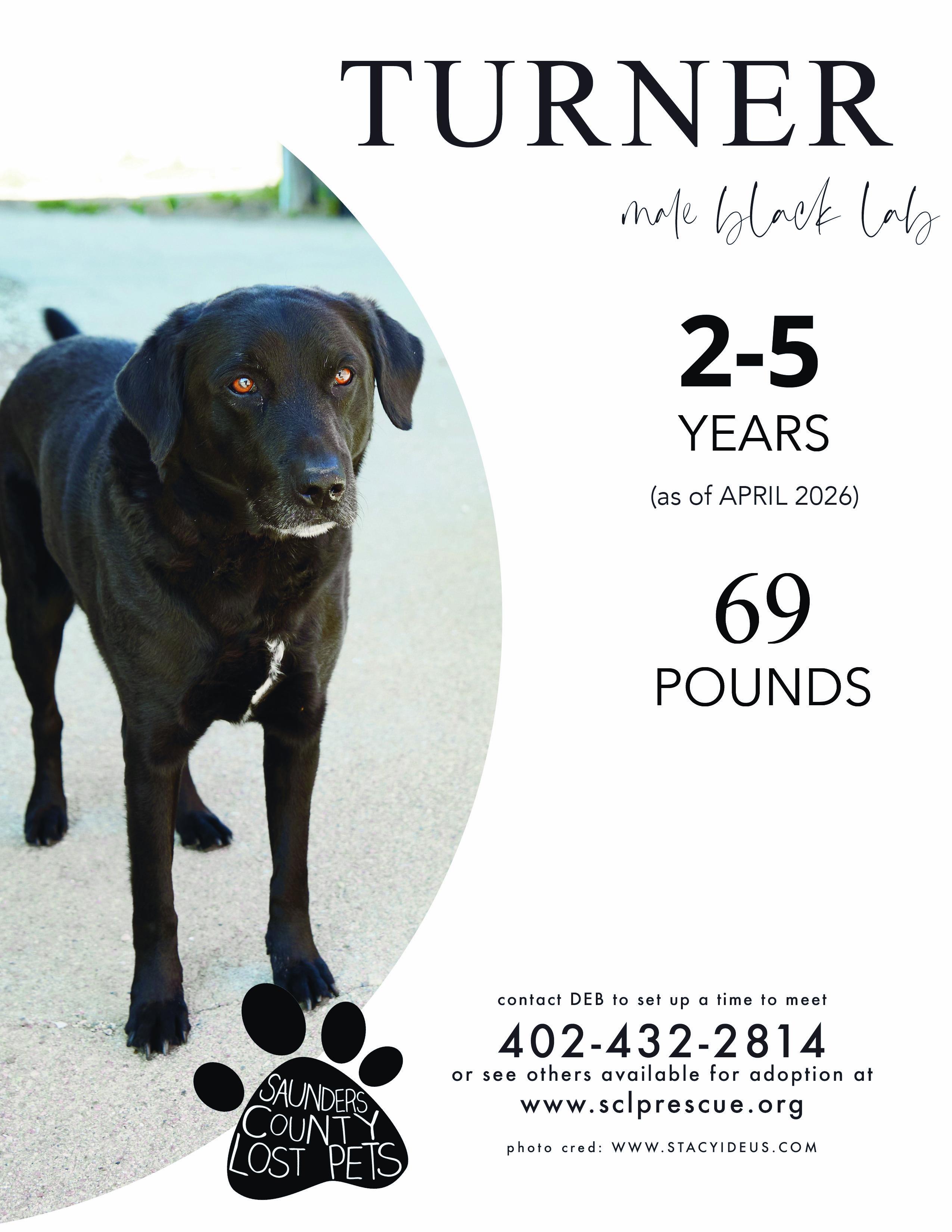 Turner, adopted, Adult Male Black Labrador Retriever.