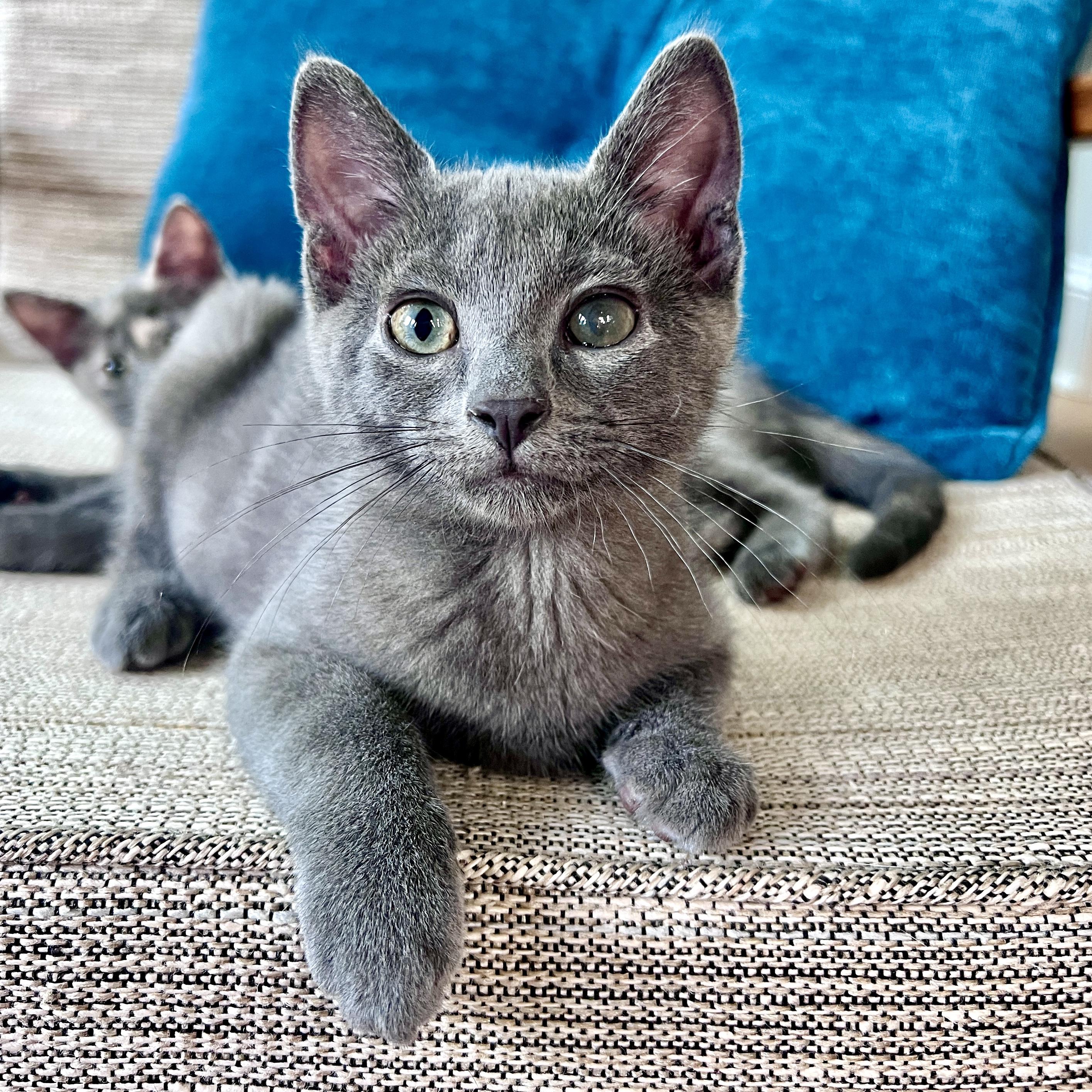 Smokie, ADOPTABLE, Kitten Male Domestic Short Hair.