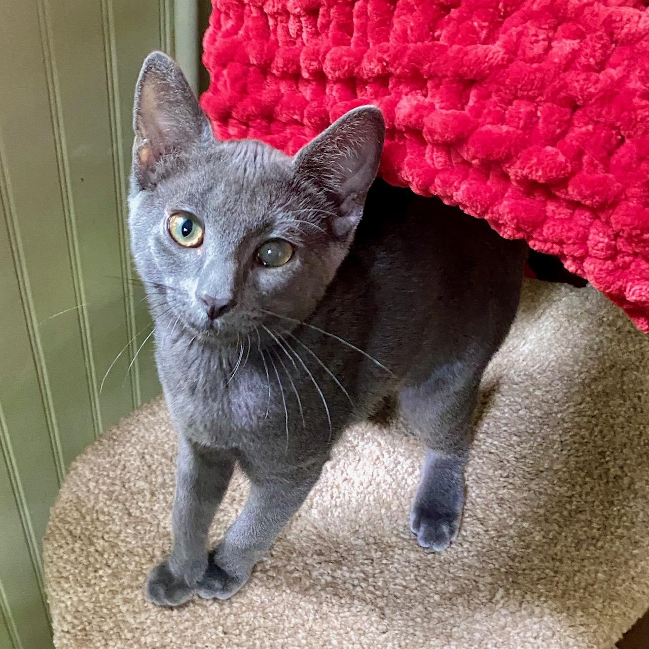 Smokie, a ADOPTABLE Domestic Short Hair in Jasper, GA image 1/2
