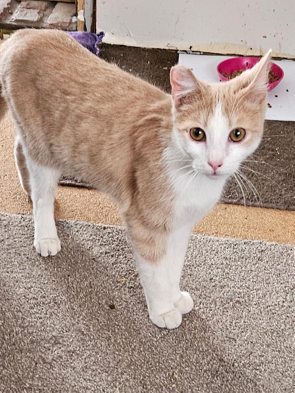 Enlarge Sawyer, a Adoptable Domestic Short Hair in East Windsor, CT image 2/7