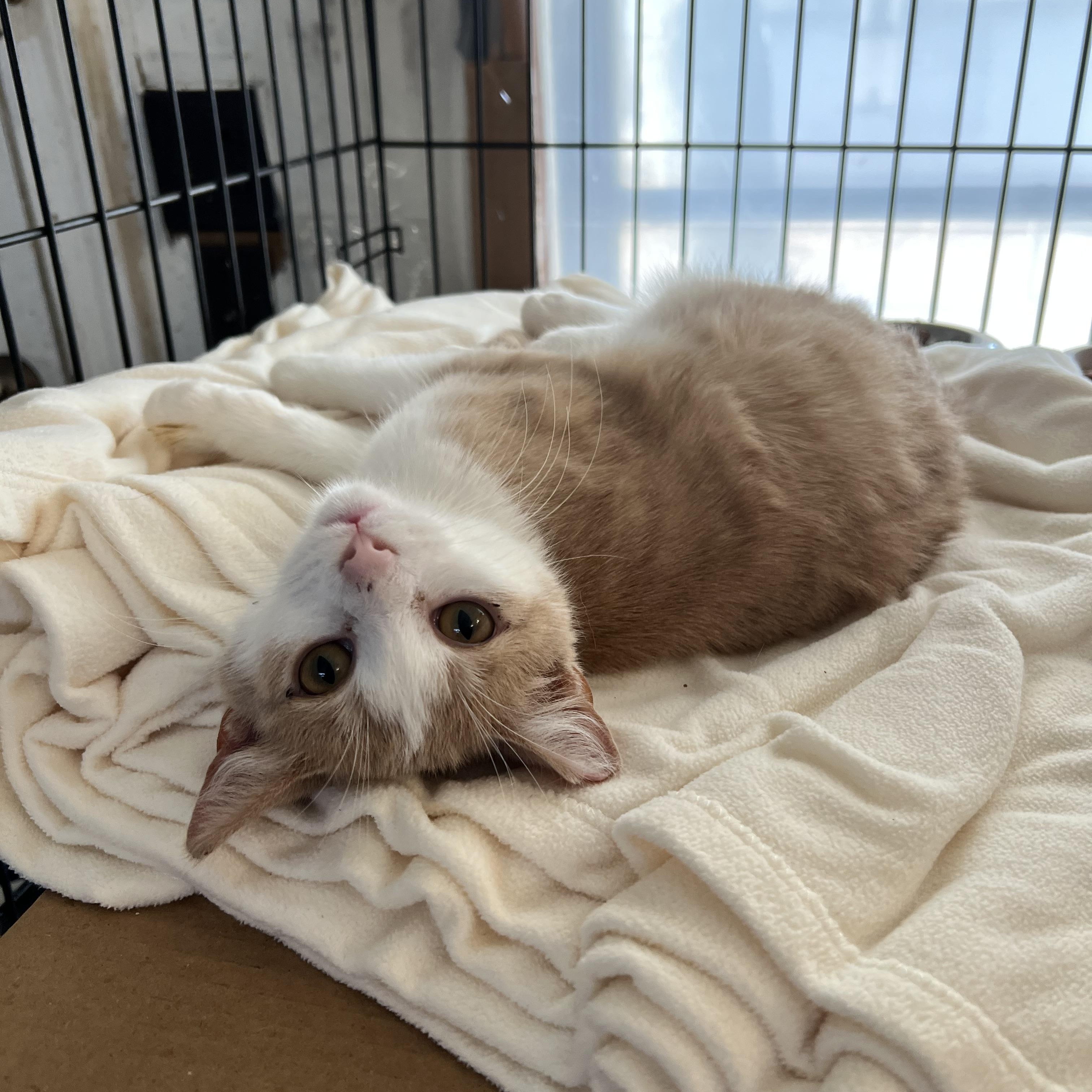 Enlarge Sawyer, a Adoptable Domestic Short Hair in East Windsor, CT image 4/7