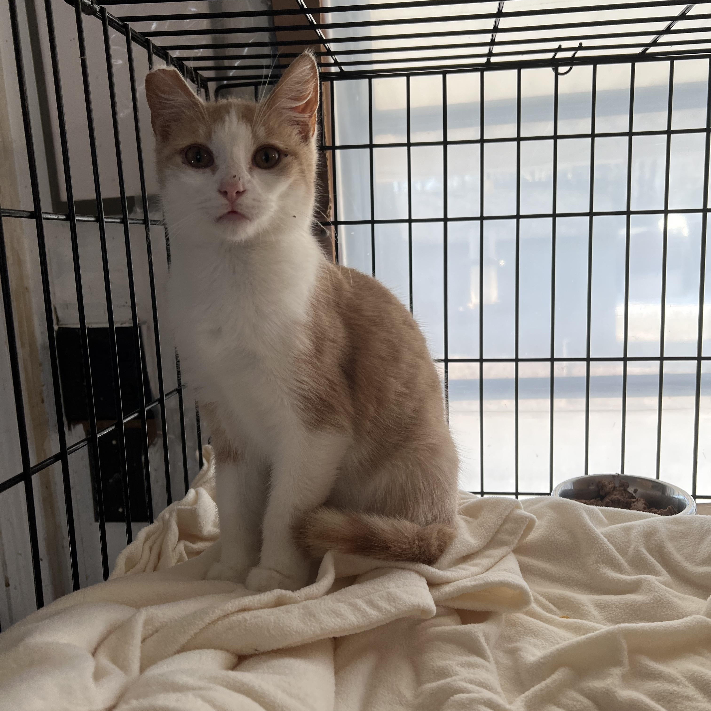 Enlarge Sawyer, a Adoptable Domestic Short Hair in East Windsor, CT image 5/7