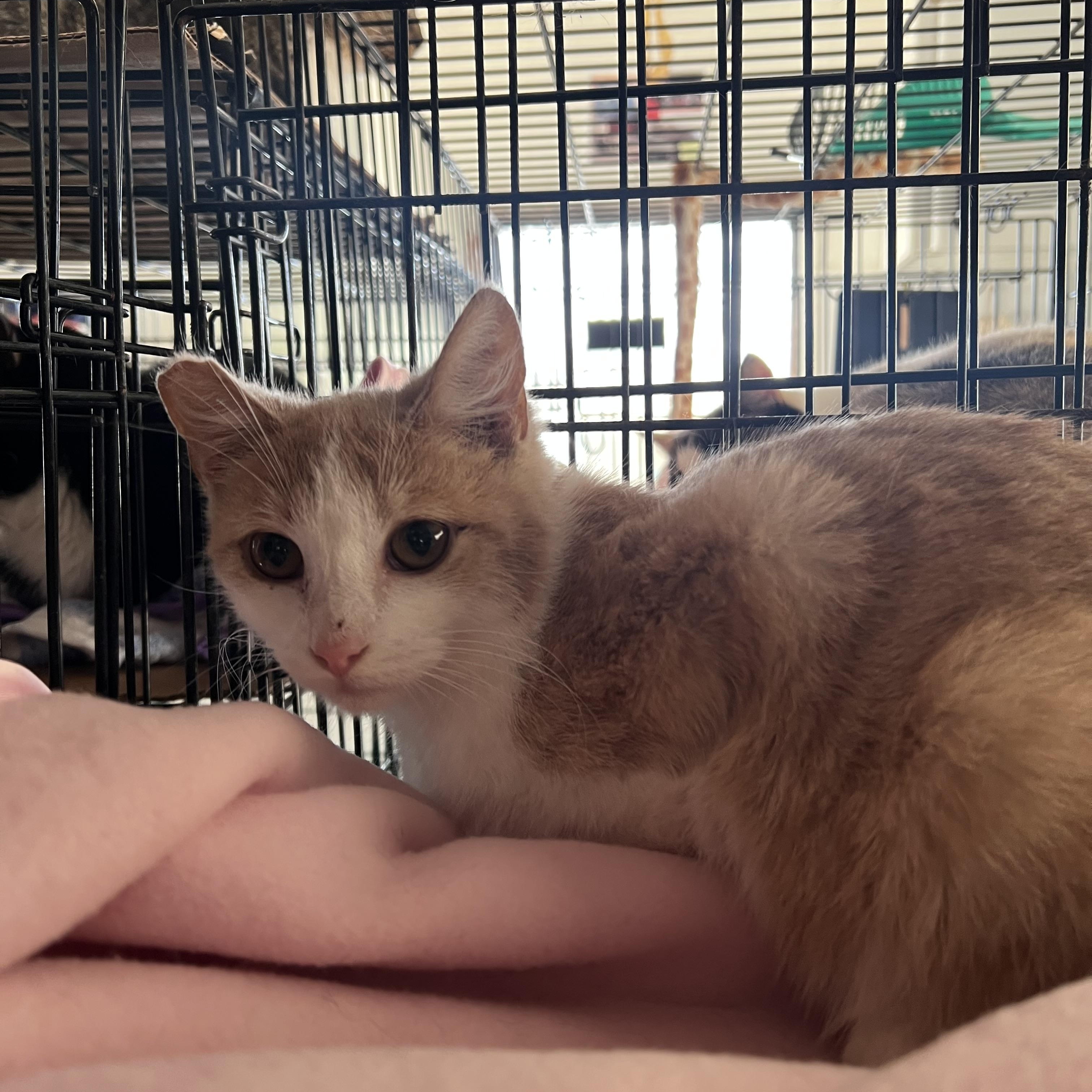 Enlarge Sawyer, a Adoptable Domestic Short Hair in East Windsor, CT image 7/7