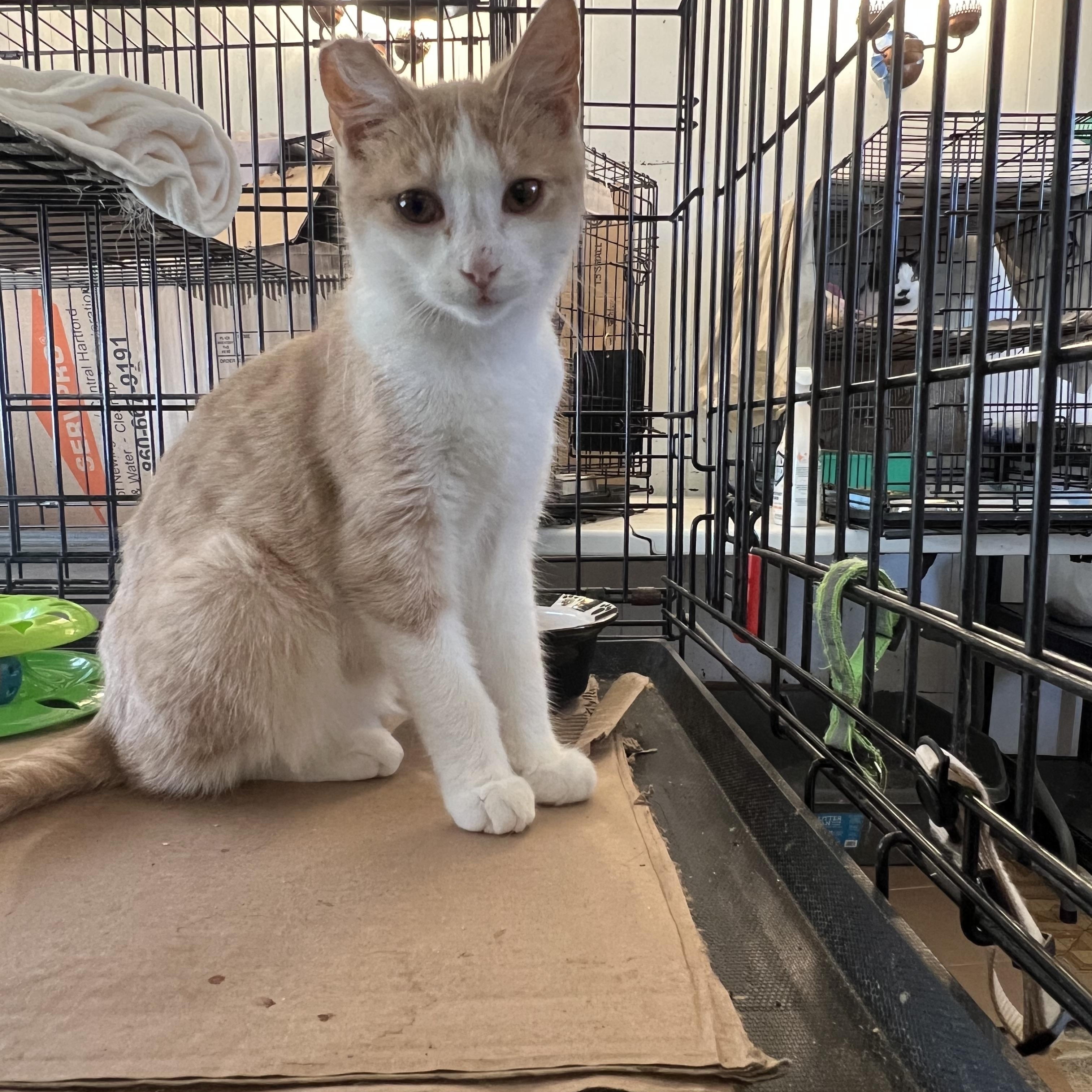 Enlarge Sawyer, a Adoptable Domestic Short Hair in East Windsor, CT image 6/7