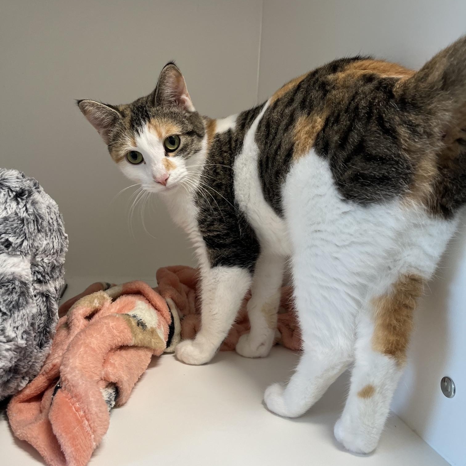 Enlarge Critter, a Adoptable Domestic Short Hair in St Thomas, ON image 1/2