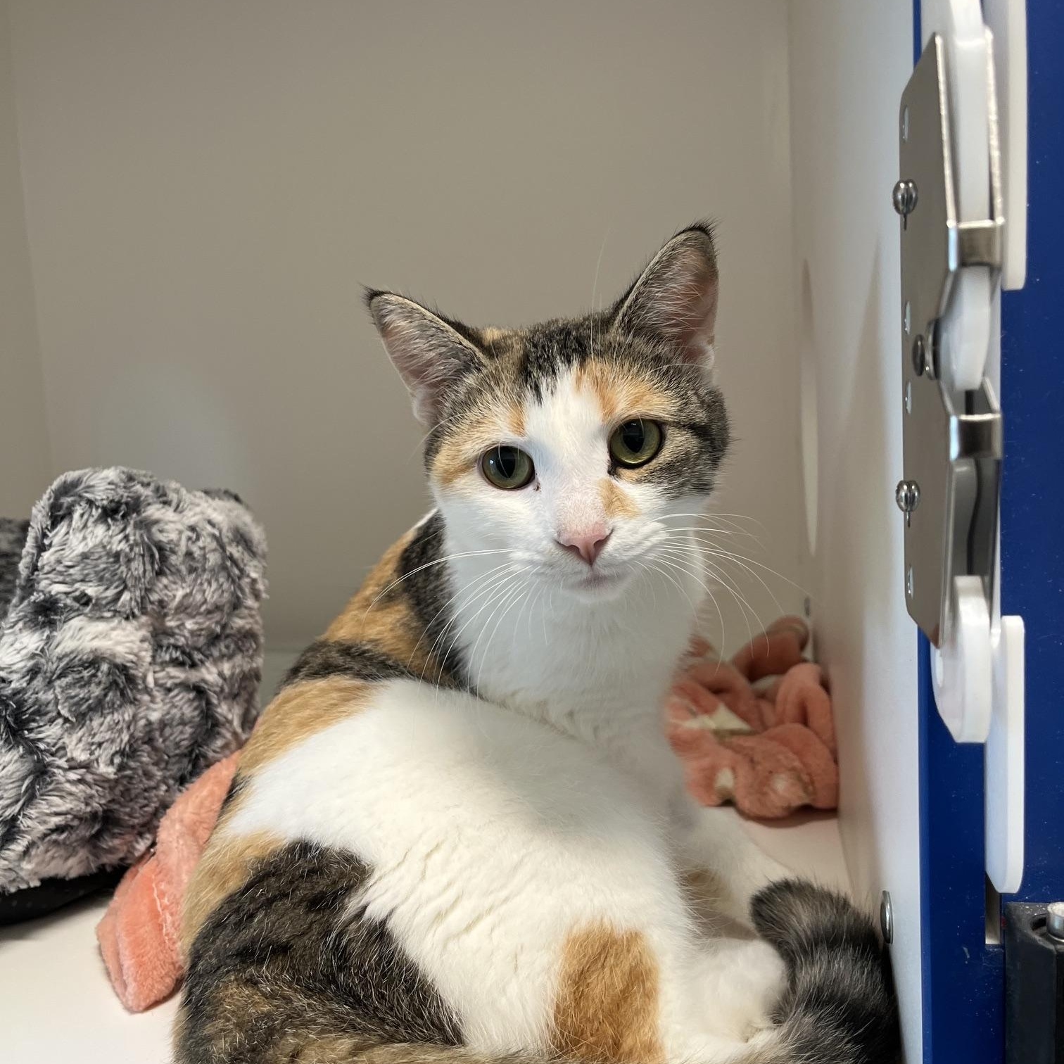 Enlarge Critter, a Adoptable Domestic Short Hair in St Thomas, ON image 2/2