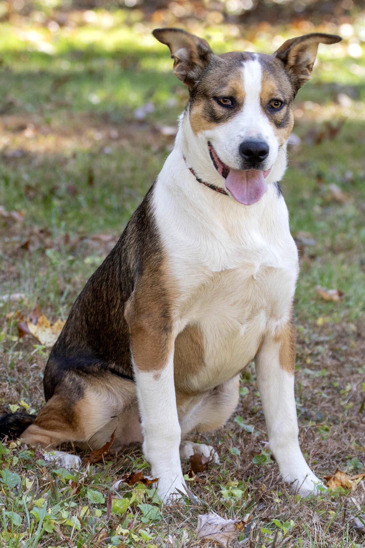 Enlarge Nacho, a Adoptable mixed breed in Cashiers, NC image 1/5